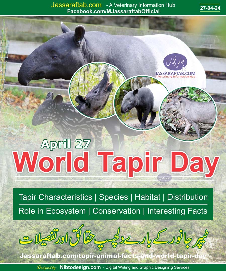 Tapir Animal and World Tapir Day - Tapir Characteristics Taper Facts and Tapir Conservation