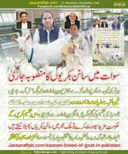 Saanen Breed of Goat in Pakistan