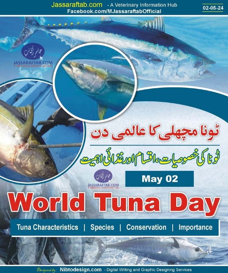 tuna-fish-characteristics-nutrition-species-tuna-day