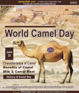 World Camel Day and Characteristics of Camels, Benefits of Camel Mil