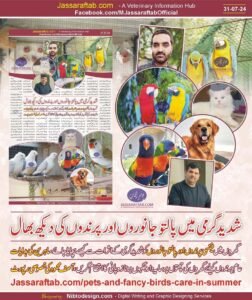 Fancy Birds and Pets Care in Summer
