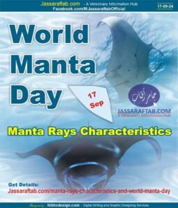 World Manta Day and Manta Rays Characteristics