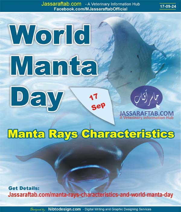 World Manta Day | Manta Rays Characteristics | Devil Fish