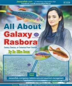 All about Micro Galaxy Rasbora Care