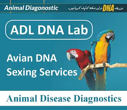 ADL DNA Lab and Bird DNA Testing for Bird Sexing | A Veterinary Information Hub ADL DNA Lab and Bird DNA Testing for Bird Sexing