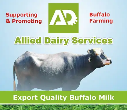 Allied Dairy - Buffalo Farming and Pure Buffalo Milk and Products | A Veterinary Information Hub Allied Dairy - Buffalo Farming and Pure Buffalo Milk and Products