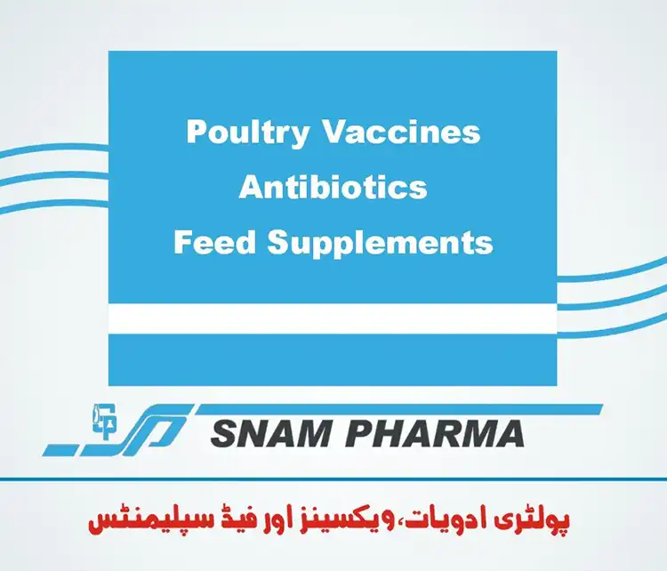 Poultry Vaccines Poultry Antibiotics and Supplements for Poultry by Snam Pharma | A Veterinary Information Hub Poultry Vaccines Poultry Antibiotics and Supplements for Poultry
