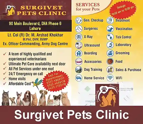 Surgivet Pets Clinic - Best Pet Care Services in Lahore | A Veterinary Information Hub Surgivet Pets Clinic - Best Pet Care Services in Lahore