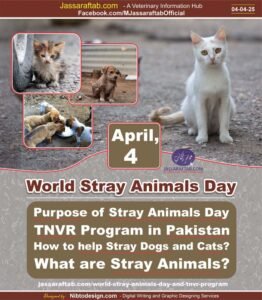 World Stray Animals Day TNVR Program in Pakistan help Stray Dogs and Cats Animals Welfare and Animals Rights, FOUR PAWS
