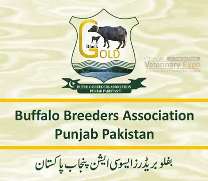 Buffalo Breeders Association Punjab Pakistan | A Veterinary Information Hub Buffalo Breeders Association Punjab Pakistan