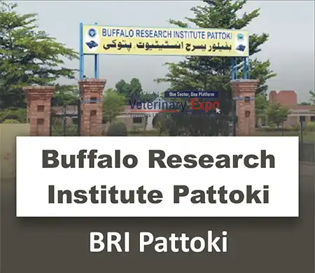 Buffalo Research Institute Pattoki BRI Pattoki | A Veterinary Information Hub Buffalo Research Institute Pattoki - BRI Pattoki