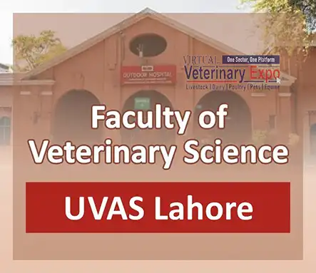 Faculty of Veterinary Science UVAS Lahore | A Veterinary Information Hub Faculty of Veterinary Science UVAS Lahore - Veterinary University UVAS
