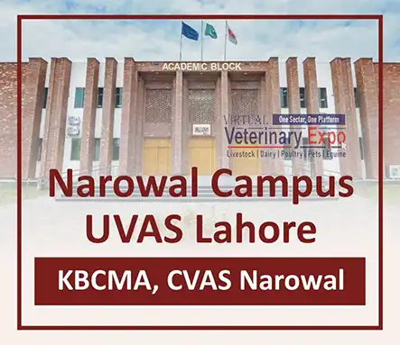 KBCMA CVAS Narowal - UVAS Narowal Campus | A Veterinary Information Hub KBCMA CVAS Narowal - UVAS Narowal Campus