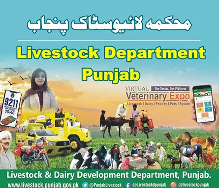 Livestock Department Punjab | A Veterinary Information Hub Livestock Department Punjab - Department of Livestock and Dairy Development Punjab