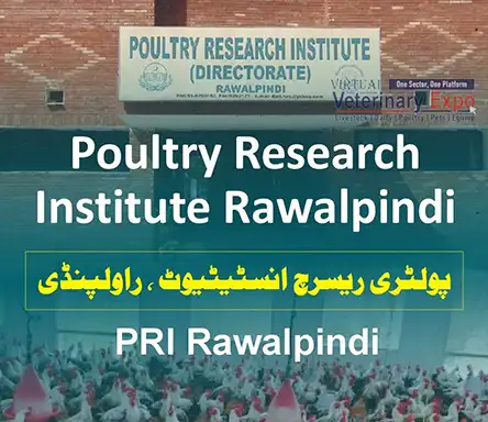 Poultry Research Institute Rawalpindi - PRI Rawalpindi | A Veterinary Information Hub Poultry Research Institute Rawalpindi - PRI Rawalpindi