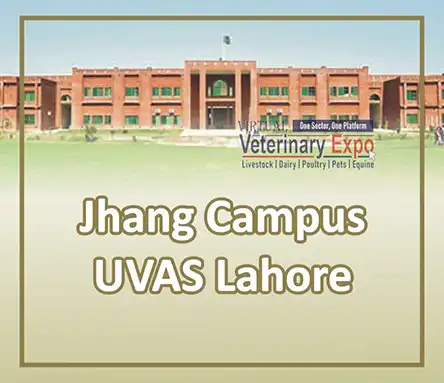 UVAS Jhang Campus - CVAS Jhang | A Veterinary Information Hub UVAS Jhang Campus - CVAS Jhang
