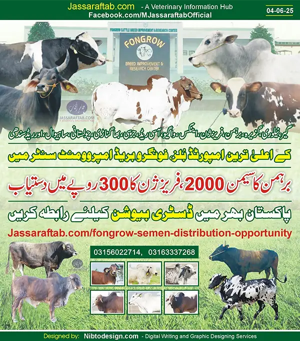 Cattle Semen of Fongrow Breed Improvement and Research Center Khanewal | A Veterinary Information Hub Cattle Semen of Fongrow Breed Improvement and Research Center Khanewal