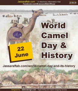 History of World Camel Day - The International Camel Day