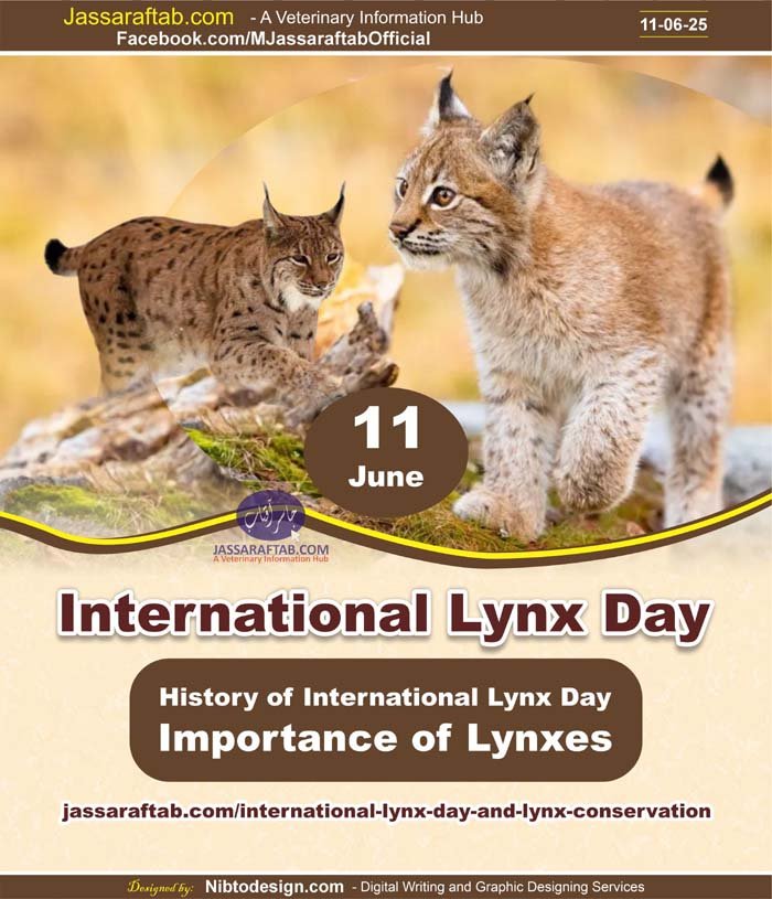 International lynx day, Lynx Conservation, Species of Lynx, Lynx habitat, Eurasian Lynx and Lynxes