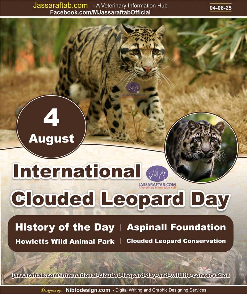 International Clouded Leopard Day History of the day Howletts wild animal park Aspinall foundation clouded leopard conservtion, wildlife conservation, endangered species