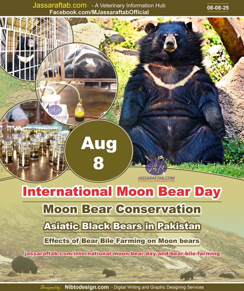 International Moon Bear Day Effects of bear bile farming on moon bears Asiatic black bears in Pakistan moon bear conservation
