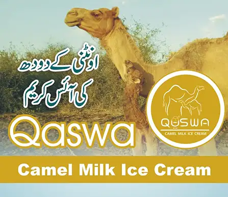 Qaswa Camel Milk Ice Cream | A Veterinary Information Hub Qaswa Camel Milk Ice Cream