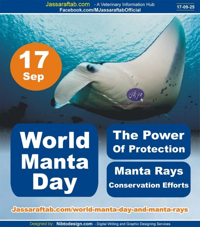 World Manta Day The power of protection Manta rays conservation and save the mantas, Manta Trust