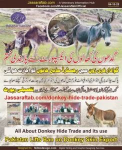 Donkey Skin Export and Ejiao Medicine