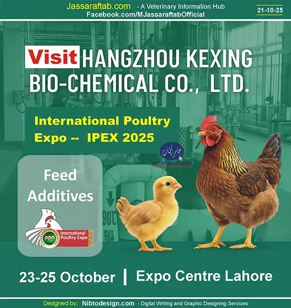 Visit the Stall of Hangzhou Kexing Bio-chemical Co Ltd at IPEX 2025 | A Veterinary Information Hub Visit the Stall of Hangzhou Kexing Bio-chemical Co Ltd at IPEX 2025