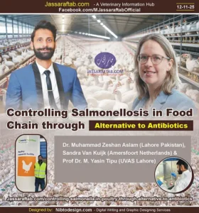 Antibiotic alternative for Salmonella Infantis in poultry