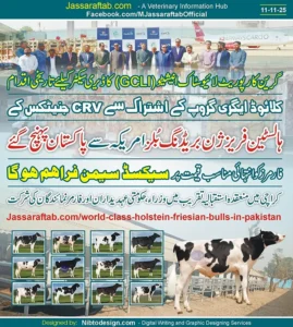 CRV Bulls in Pakistan as Breeding Bulls