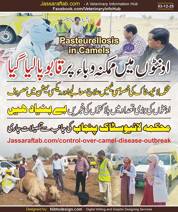 چولستان کے اونٹوں میں ممکنہ وباء پر قابو پا لیا گیا