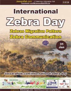 International Zebra Day and Zebras migration pattern and zebra communication