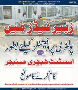 Assistant Hatchery Manager Job at Zubair Feeds and Poultry Job and Poultry Hatchery Job for poultry prfessionals